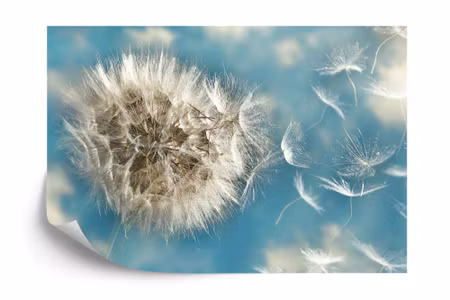 Fototapet - Dandelion 3D