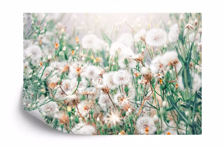 Fototapet - Dandelion