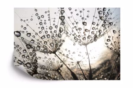 Fototapet - Dandelion drops