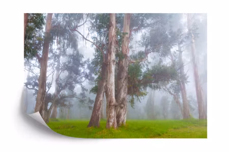 Fototapet - Forest in fog