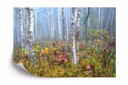 Fototapet - Forest in fog