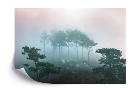 Fototapet - Forest in fog