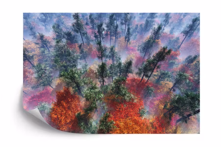 Fototapet - Forest in fog