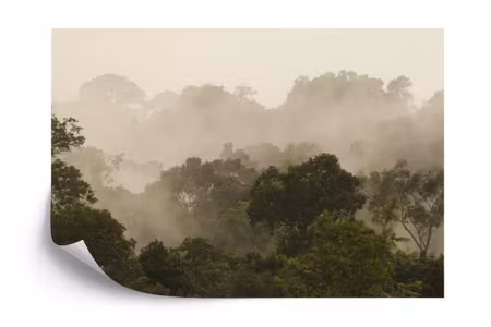 Fototapet - Forest in fog