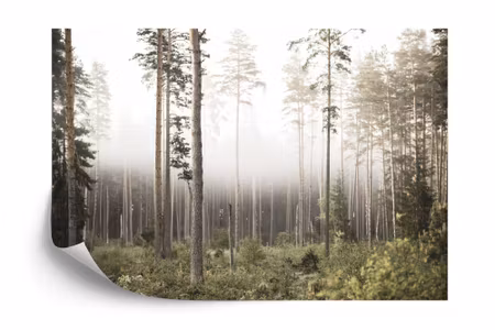 Fototapet - Forest in fog
