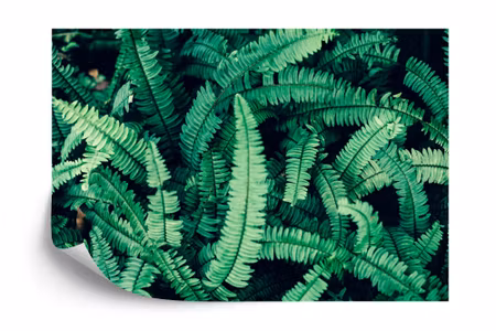 Fototapet - Fern leaves