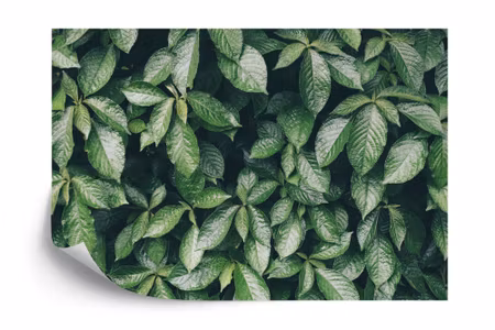 Fototapet - Leaves nature