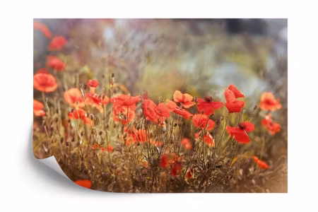 Fototapet - Wild poppies on the meadow
