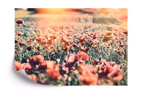 Fototapet - Meadow full of poppies
