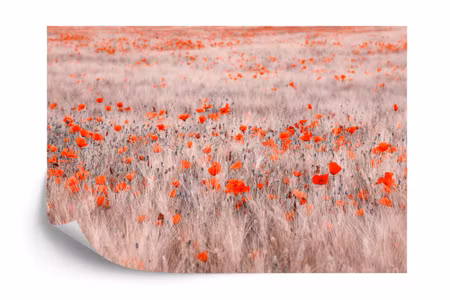 Fototapet - Poppy field