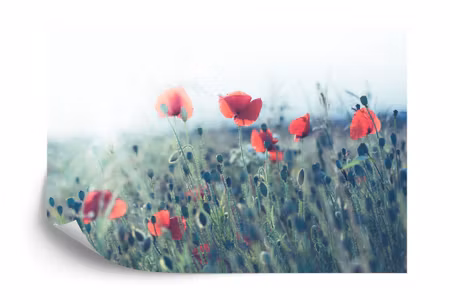 Fototapet - Poppy field