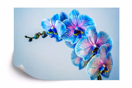Fototapet - Colorful orchid