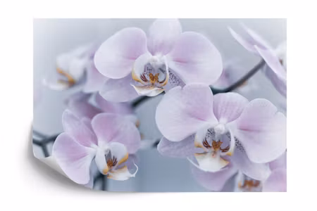 Fototapet - Beautiful boy herbs