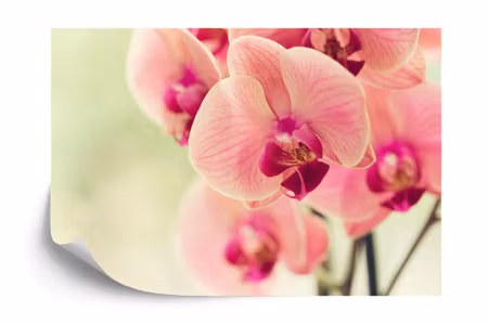 Fototapet - Beautiful orchid
