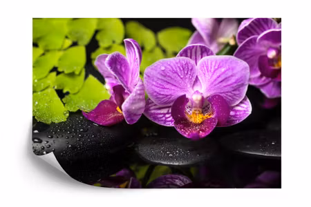 Fototapet - Orchid spa