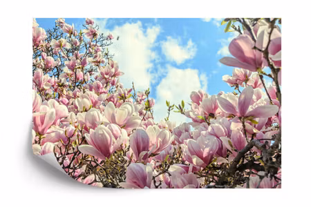 Fototapet - Colourful flowering magnolia