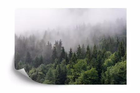 Fototapet - Trees in the mist
