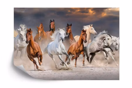 Fototapet - Herd of galloping horses