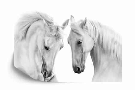 Fototapet - Two white horses 3D
