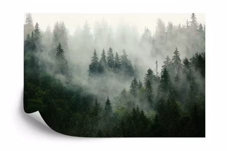 Fototapet - Forest in fog