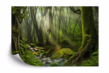Fototapet - Deep in the forest iq1238