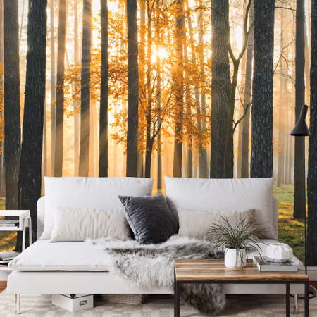 Fototapet - Forest sunrise iq1224a