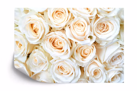 Fototapet - Rose bouquet cream iq1225a