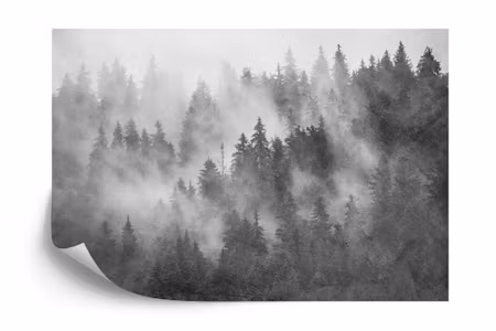 Fototapet - Forest in the mist textured black