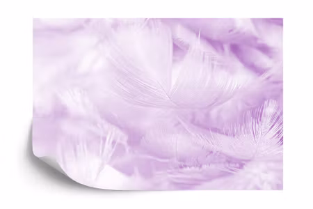 Fototapet - Feathers in purple iq1251f