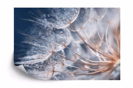 Fototapet - Beautiful dandelion closeup with dew