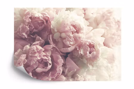 Fyrkantig fototapet - Blooming Peonies