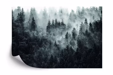 Fyrkantig fototapet - Forest in Fog