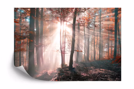 Fyrkantig fototapet - Forest Autumn Colours