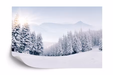 Fyrkantig fototapet - Winter Forest