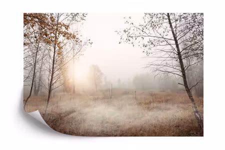 Fyrkantig fototapet - Forest in Fog