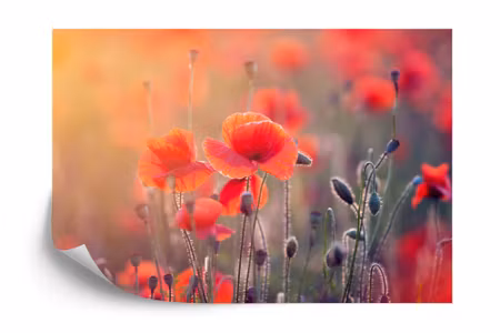 Fyrkantig fototapet - Poppy Field