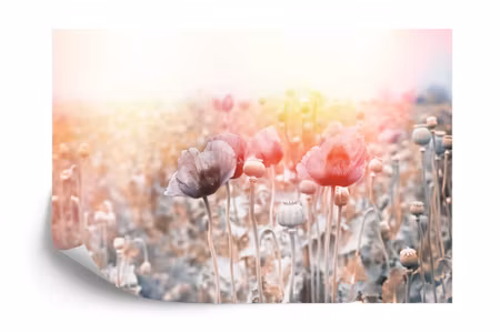Fyrkantig fototapet - Poppy Field