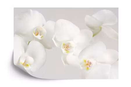 Fyrkantig fototapet - Beautiful White Cabbage