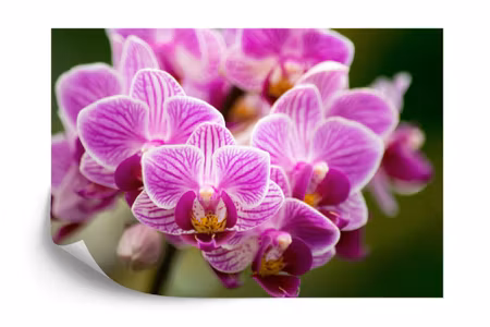 Fyrkantig fototapet - Orchid Bouquet