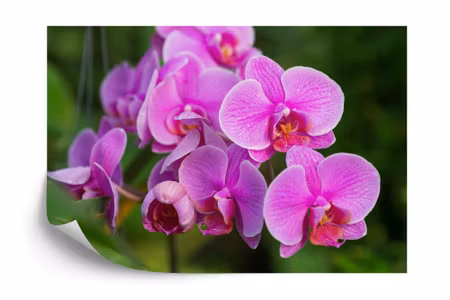 Fyrkantig fototapet - Orchid Blossoms 3D