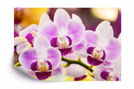 Fyrkantig fototapet - Tropical Orchid