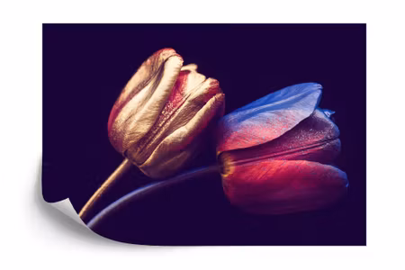 Fyrkantig fototapet - Tulips with Golden Elements