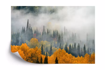 Fyrkantig fototapet - Fog Over Autumn Forest