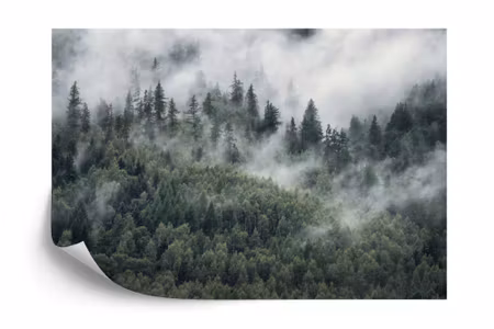 Fyrkantig fototapet - Forest in the Morning Mist