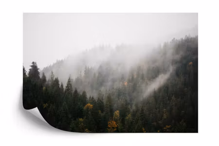 Fyrkantig fototapet - Forest in Fog