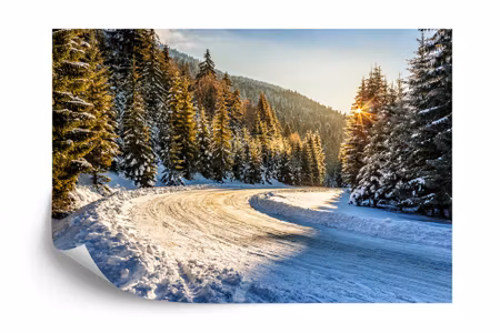 Fyrkantig fototapet - Winter Forest