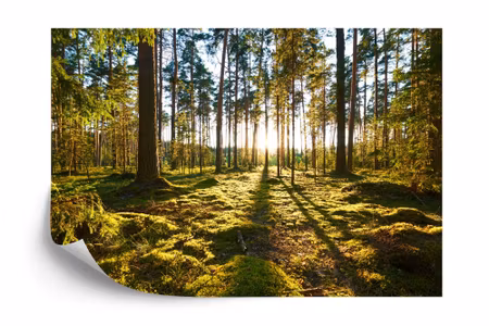 Fyrkantig fototapet - Forest Sunset
