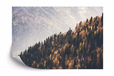 Fyrkantig fototapet - Forest Mountains