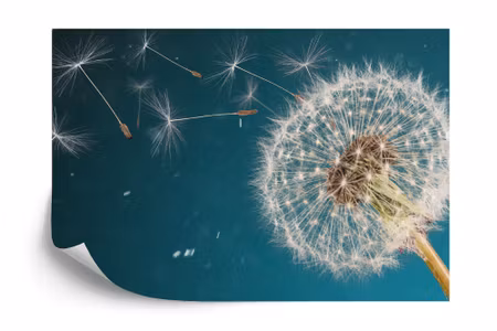 Fyrkantig fototapet - Optical Dandelion