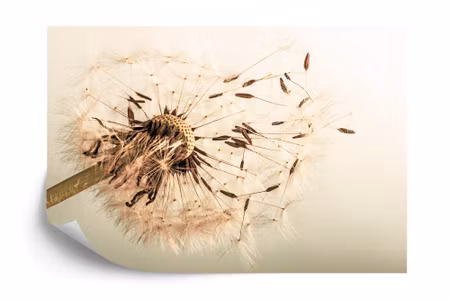 Fyrkantig fototapet - Dandelion Seeds